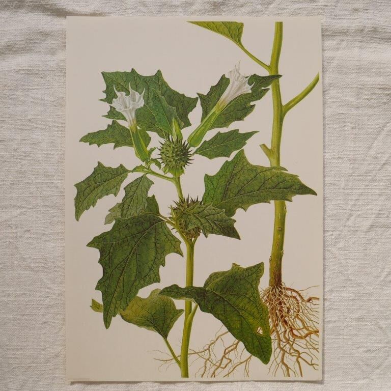 Set of 2 botanical plates Geigy, thorny apple and black henbath