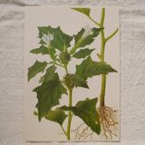 Set of 2 botanical plates Geigy, thorny apple and black henbath