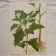 Set of 2 botanical plates Geigy, thorny apple and black henbath