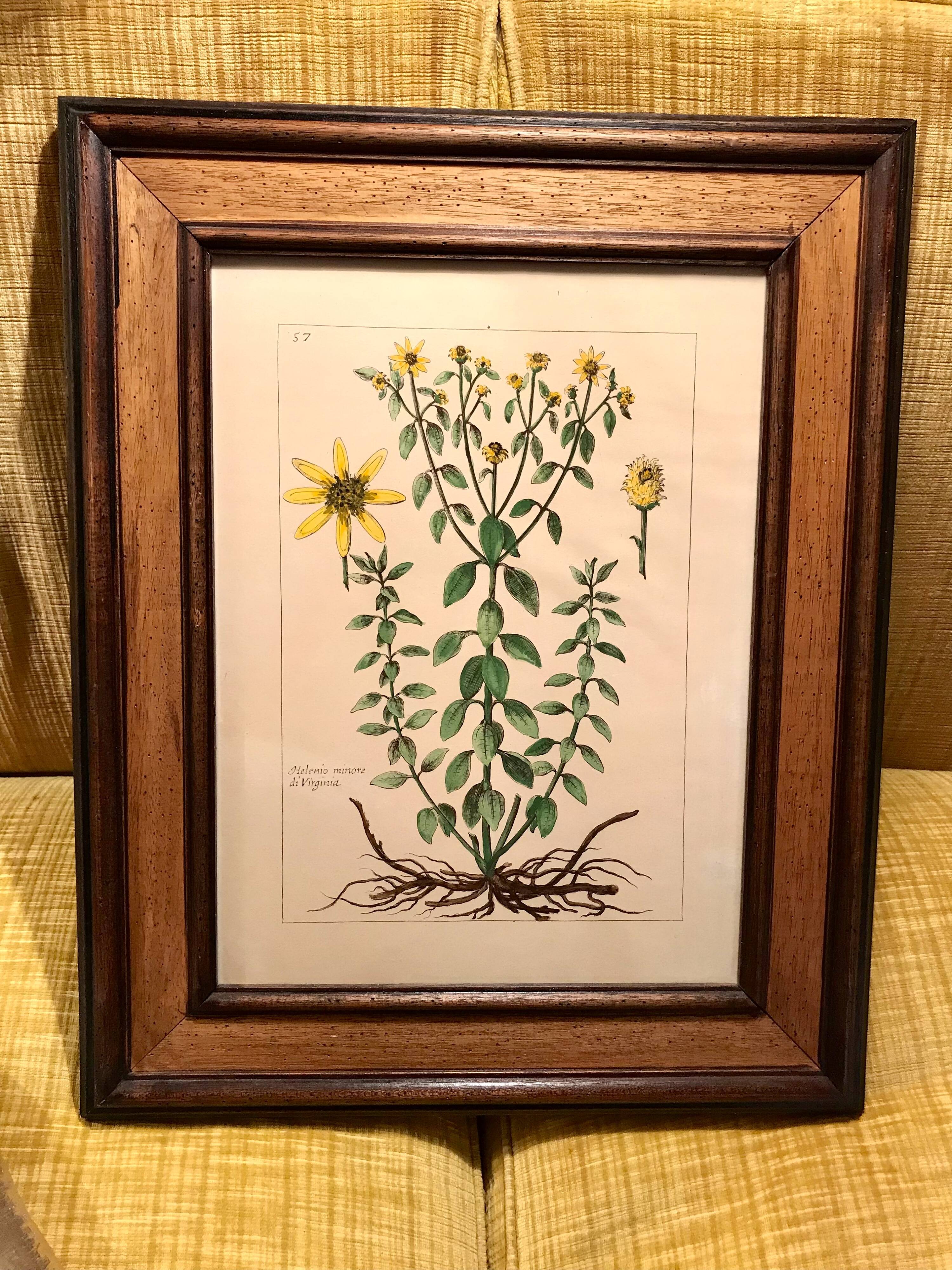 Painting golden yellow flowers wooden frame vintage botanical encyclopedia Lamarck