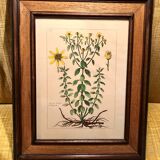 Painting golden yellow flowers wooden frame vintage botanical encyclopedia Lamarck