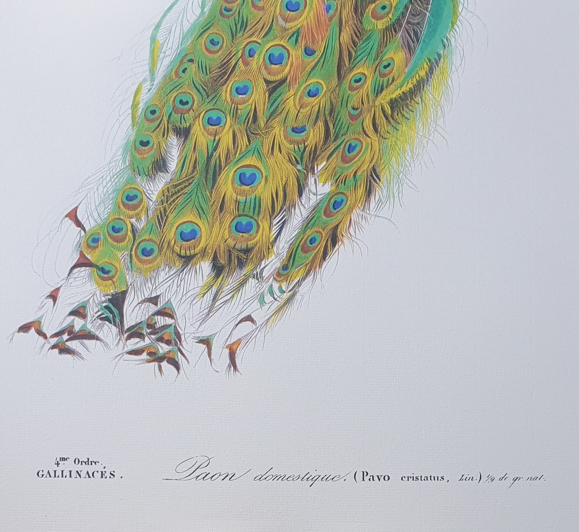 Vintage illustration