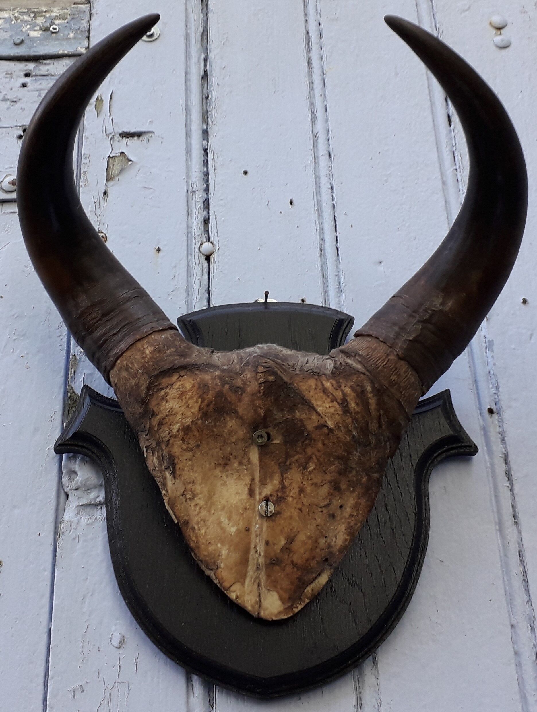Buffalo massacre trophy