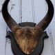 Buffalo massacre trophy