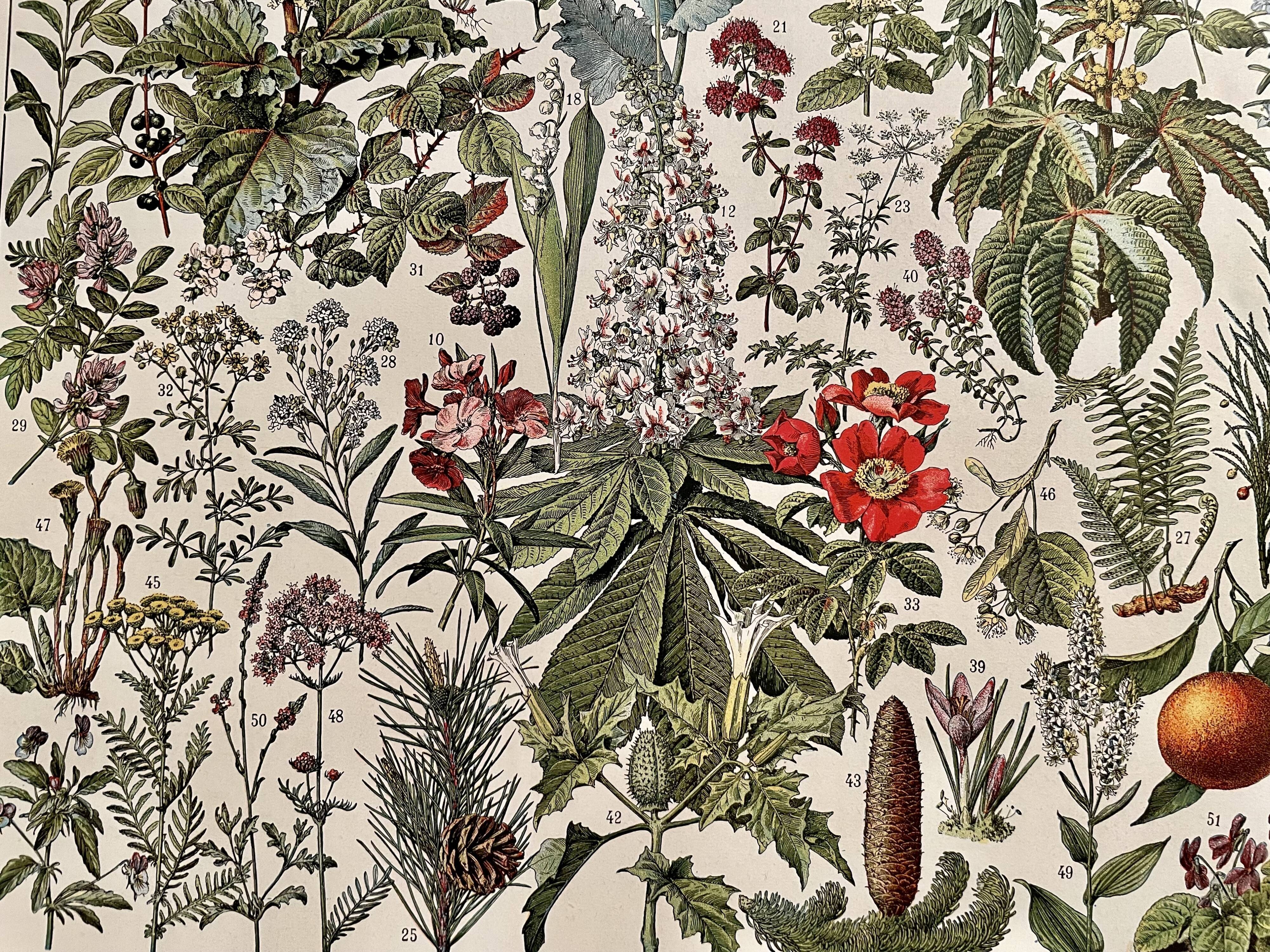 Lithograph on medicinal plants (mistletoe), 1930