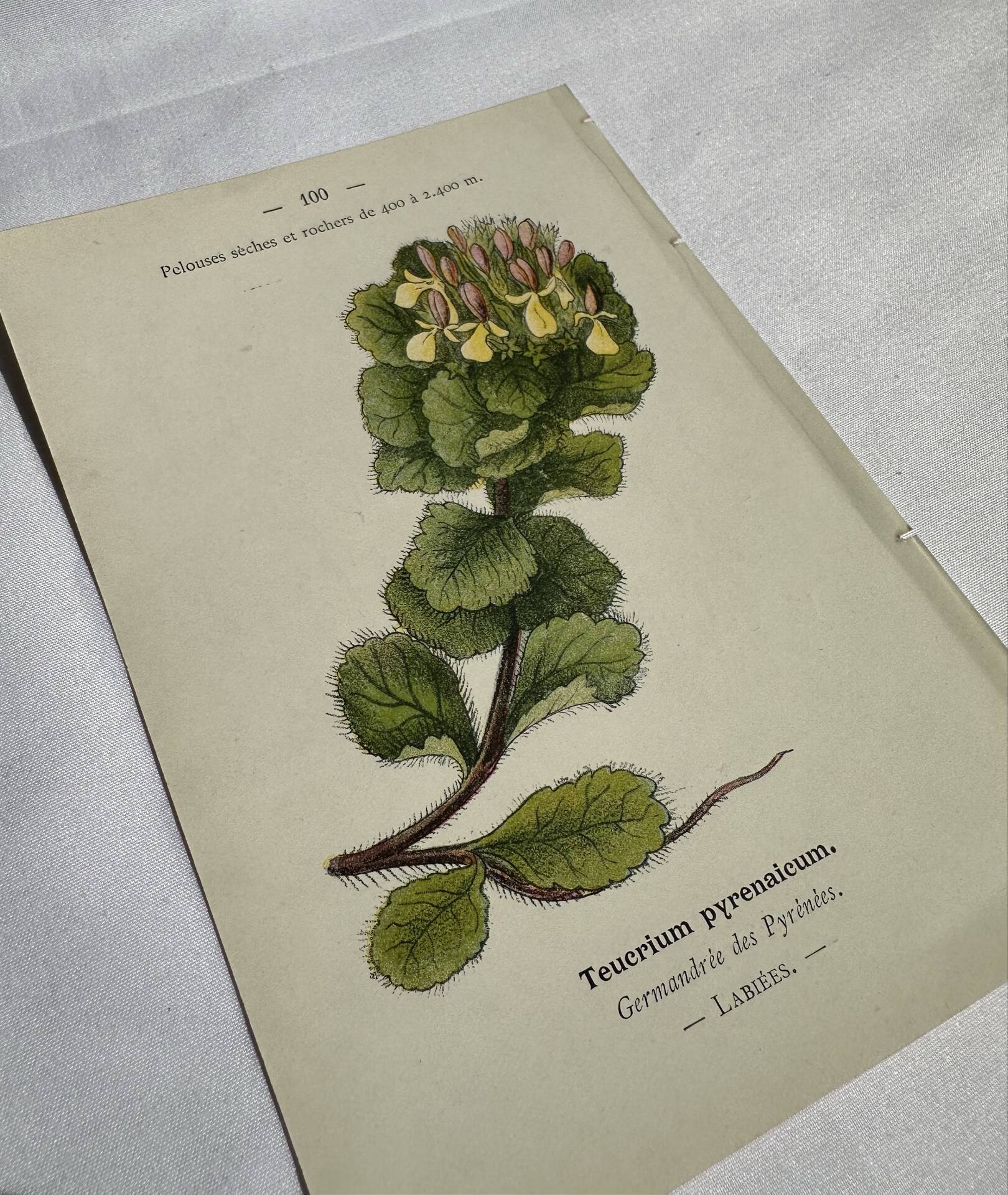 Gravure Botanique Ancienne XIXe – Lithographies Naturalistes  Fleurs &