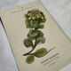 Gravure Botanique Ancienne XIXe – Lithographies Naturalistes  Fleurs &