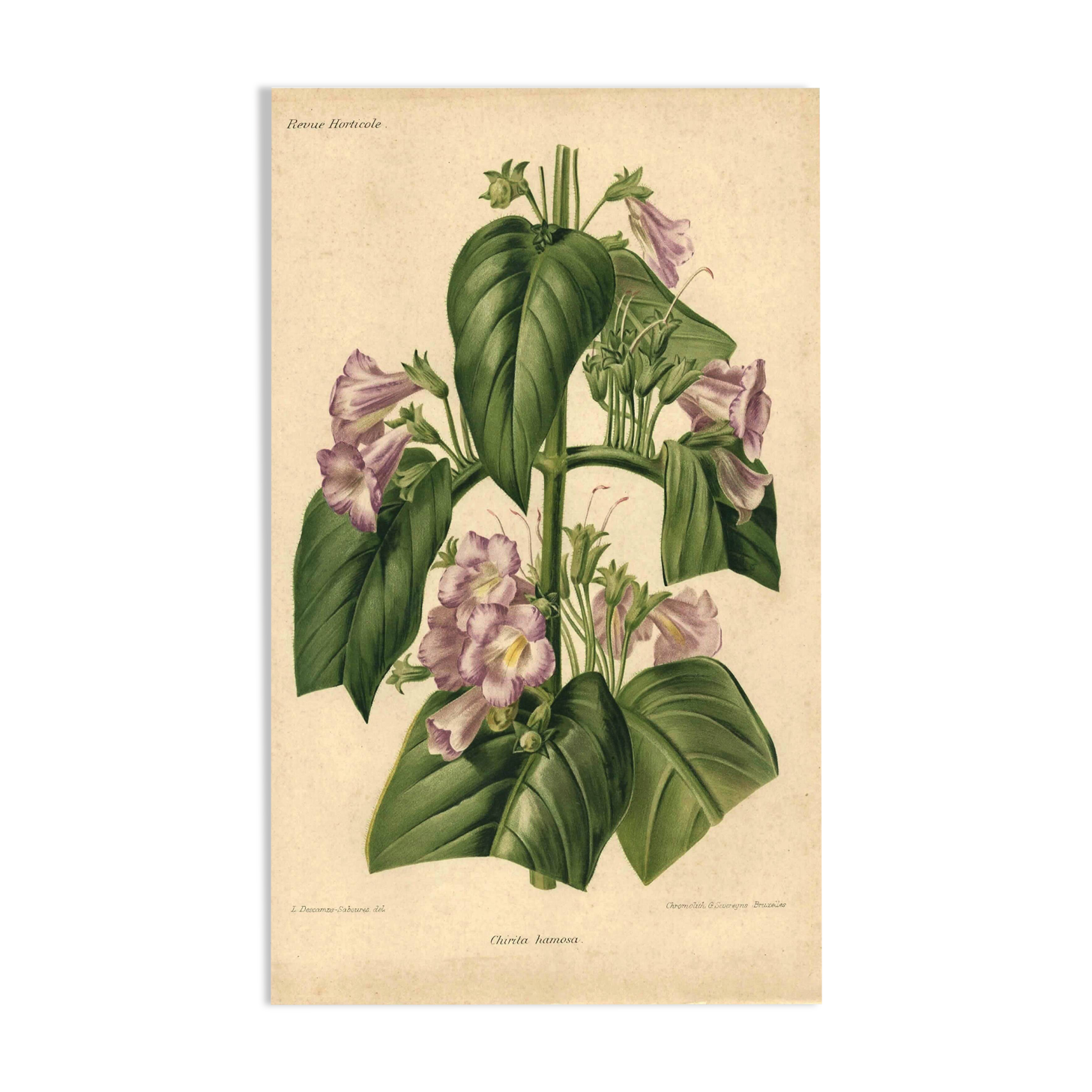 Botanical engraving by Descamps-Sabouret, Chirita hameçon, 1896