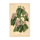 Botanical engraving by Descamps-Sabouret, Chirita hameçon, 1896