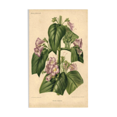 Gravure botanique par Descamps-Sabouret, Chirita hameçon, 1896