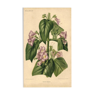 Botanical engraving by Descamps-Sabouret, Chirita hameçon, 1896