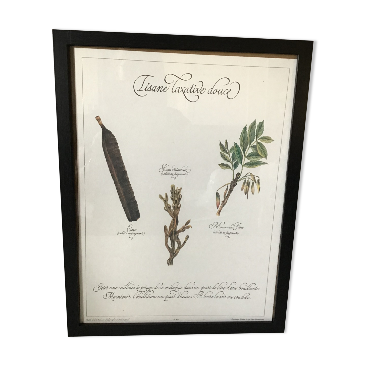 Gravure botanique precieuses tisanes encadree