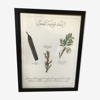 Botanical engraving precious herbal teas frames