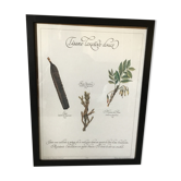 Botanical engraving precious herbal teas frames