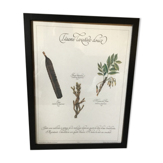 Botanical engraving precious herbal teas frames