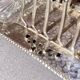 Art Deco Silver Plated Toast Rack, Matching Hammered Tray Crystal Butter Dishes