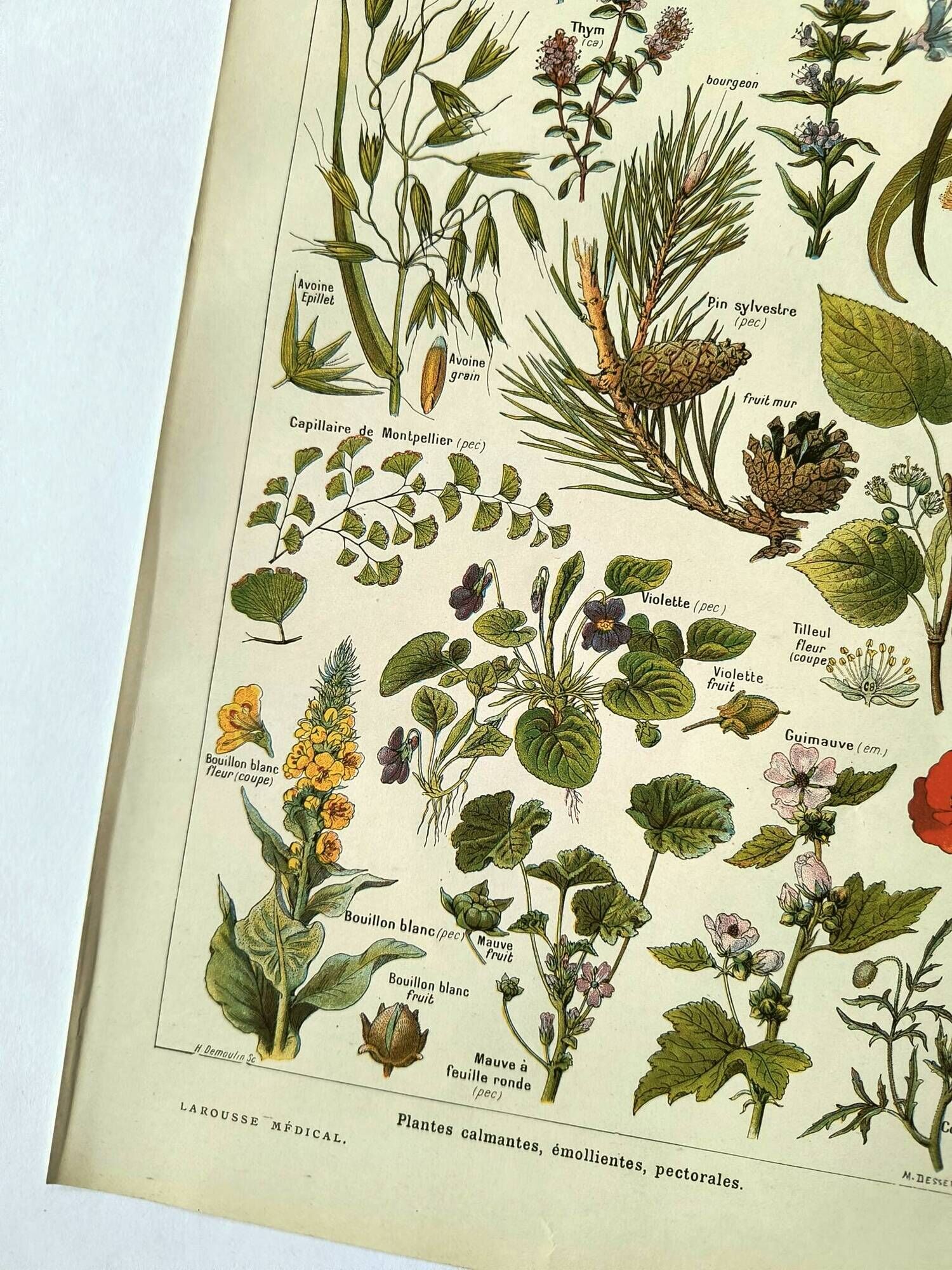 Vintage engraving from 1925 • Calming medicinal plants by M. Desserte