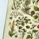 Vintage engraving from 1925 • Calming medicinal plants by M. Desserte