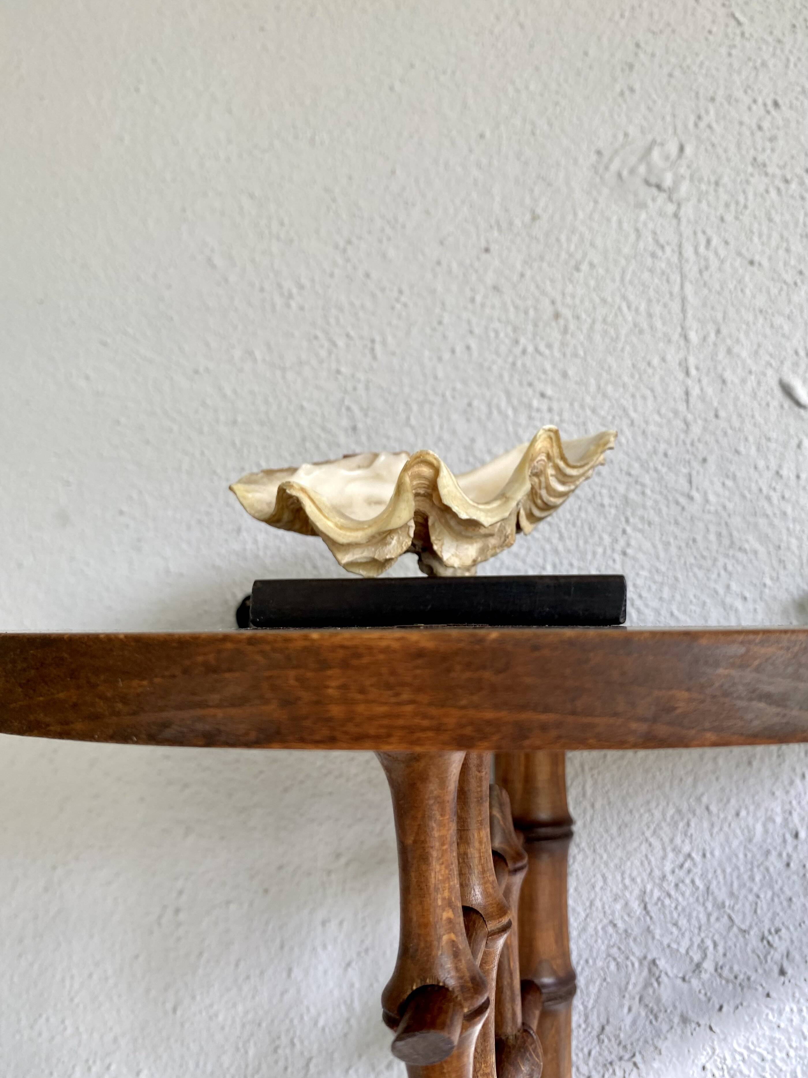 Shell on base, cabinet of curiosities