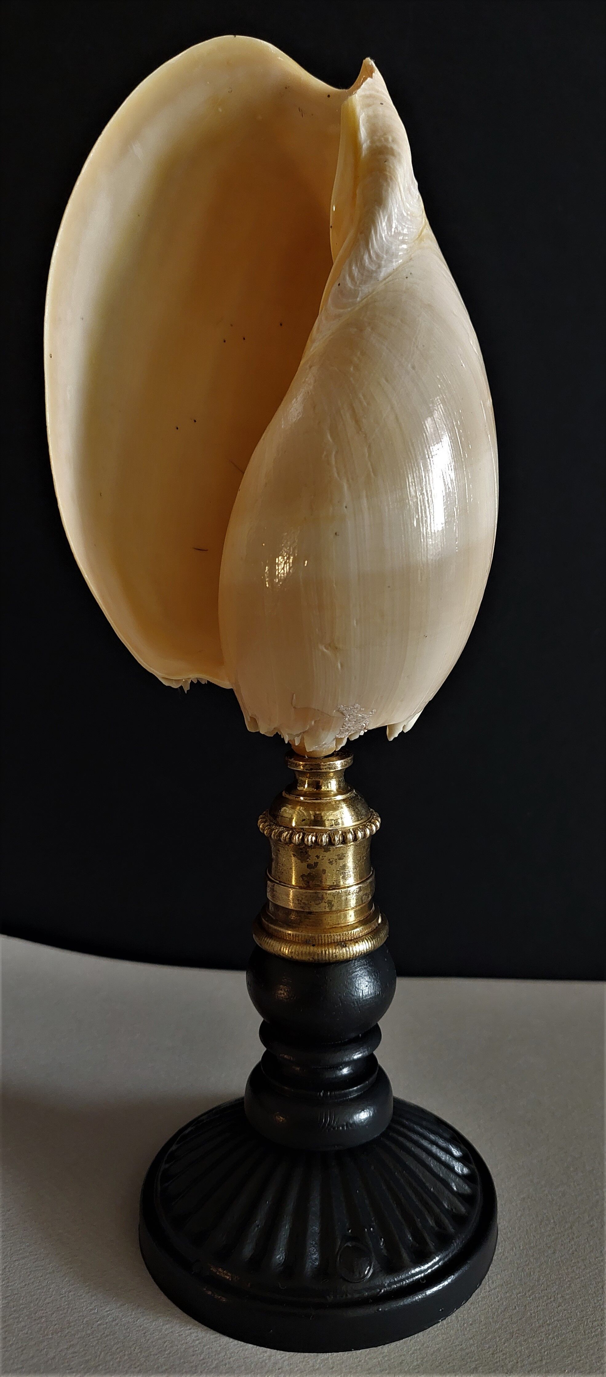 Cabinet of Curiosities shell melo broderipii on base