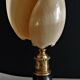 Cabinet of Curiosities shell melo broderipii on base