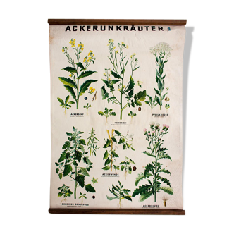 Affiche "Débloquer des herbes" grille éducative 1956