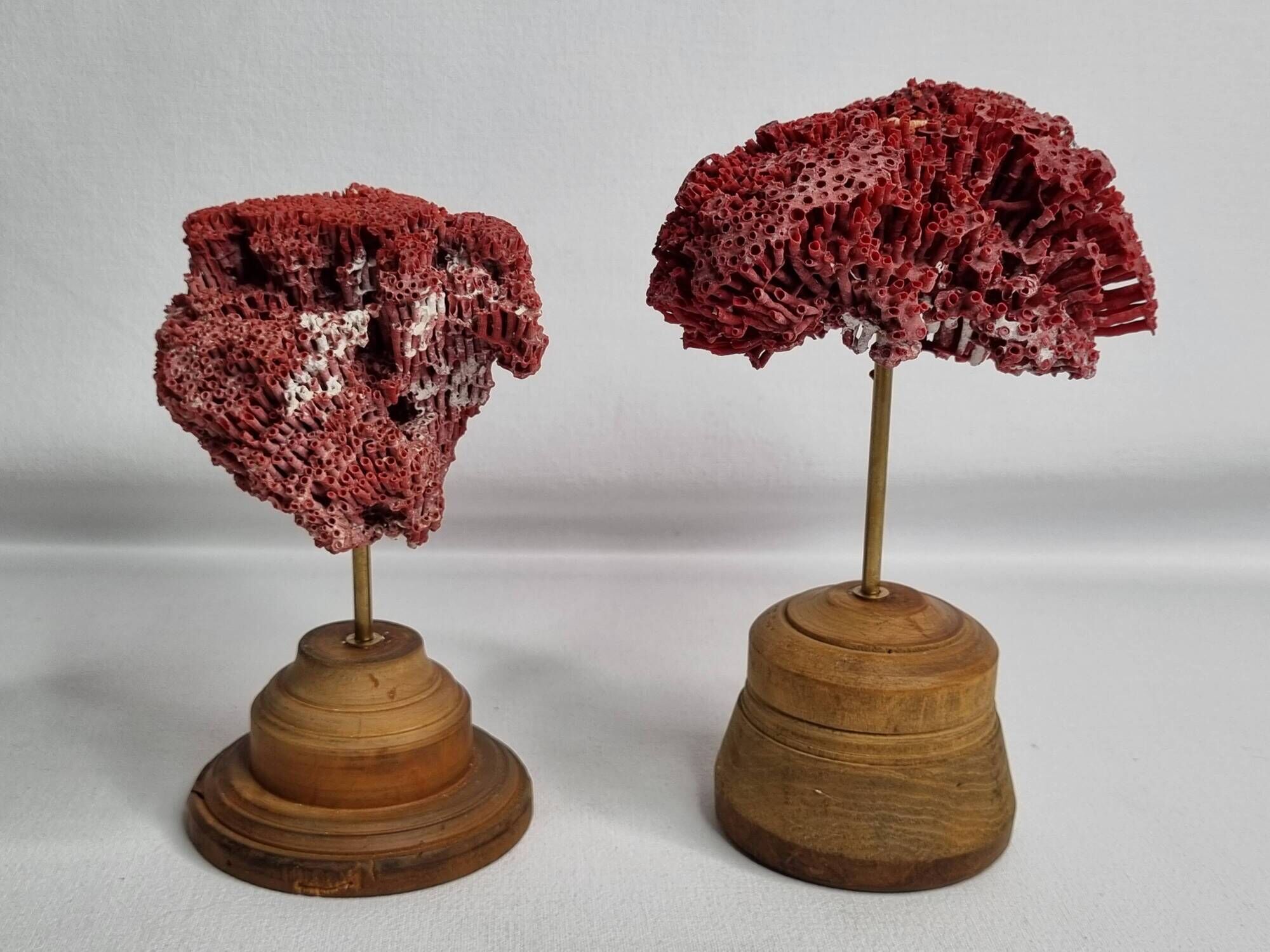 Pair of antique Tubipora musica ornamental corals on base, 17 cm