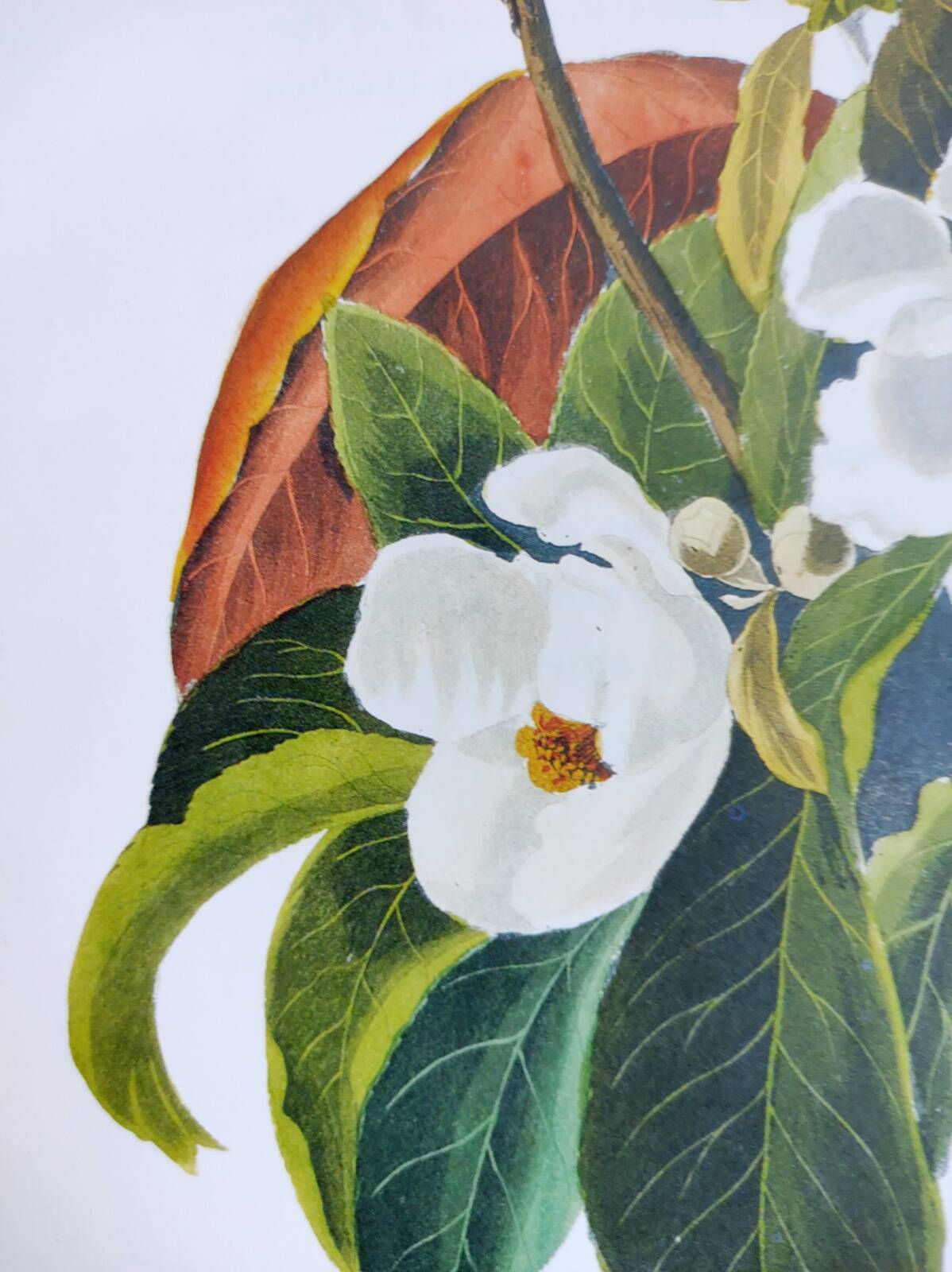 Bird board by JJ Audubon - Bachman's Warbler - 🐦 Zoological and ornithological illustration