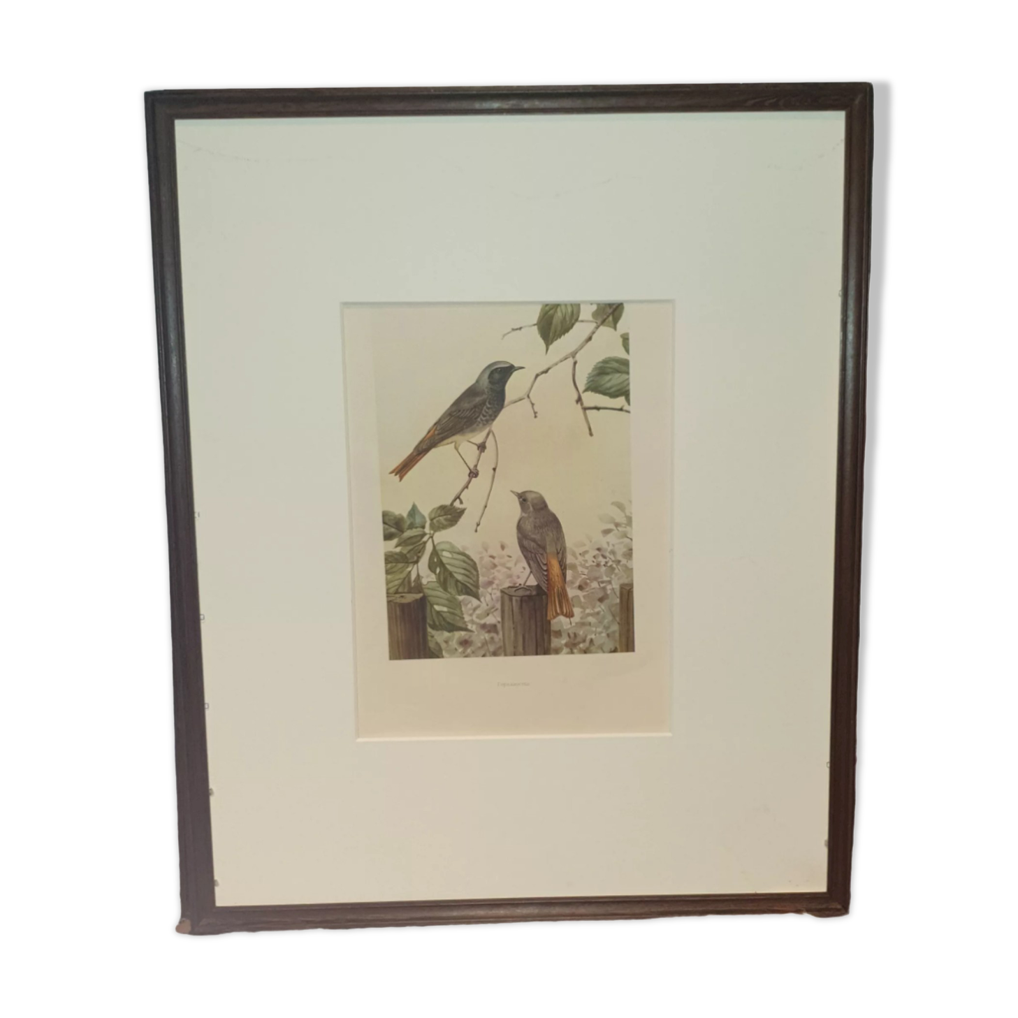 Ornithological engraving