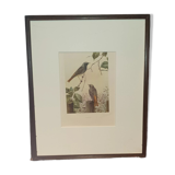 Ornithological engraving