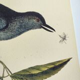 Antique bird engraving - The Bird-Cat - Zoological plate by Seligmann & Catesby
