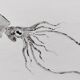 Original print of a squid, framed painting