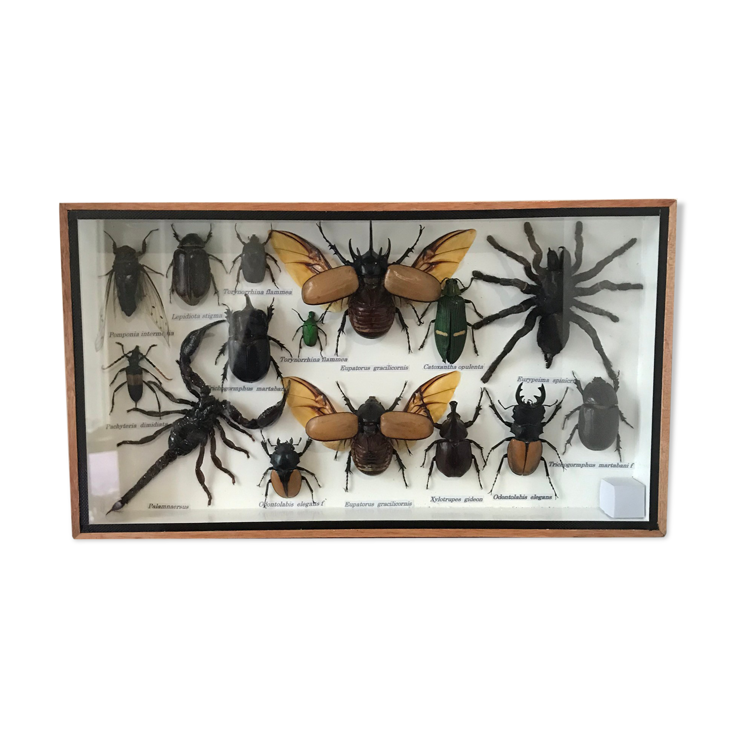 Insect assortment frame 35 x 20