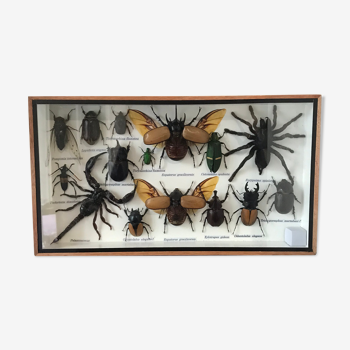 Cadre assortiment d'insectes 35 x 20