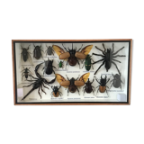 Insect assortment frame 35 x 20