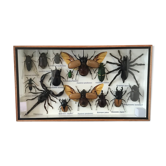 Insect assortment frame 35 x 20