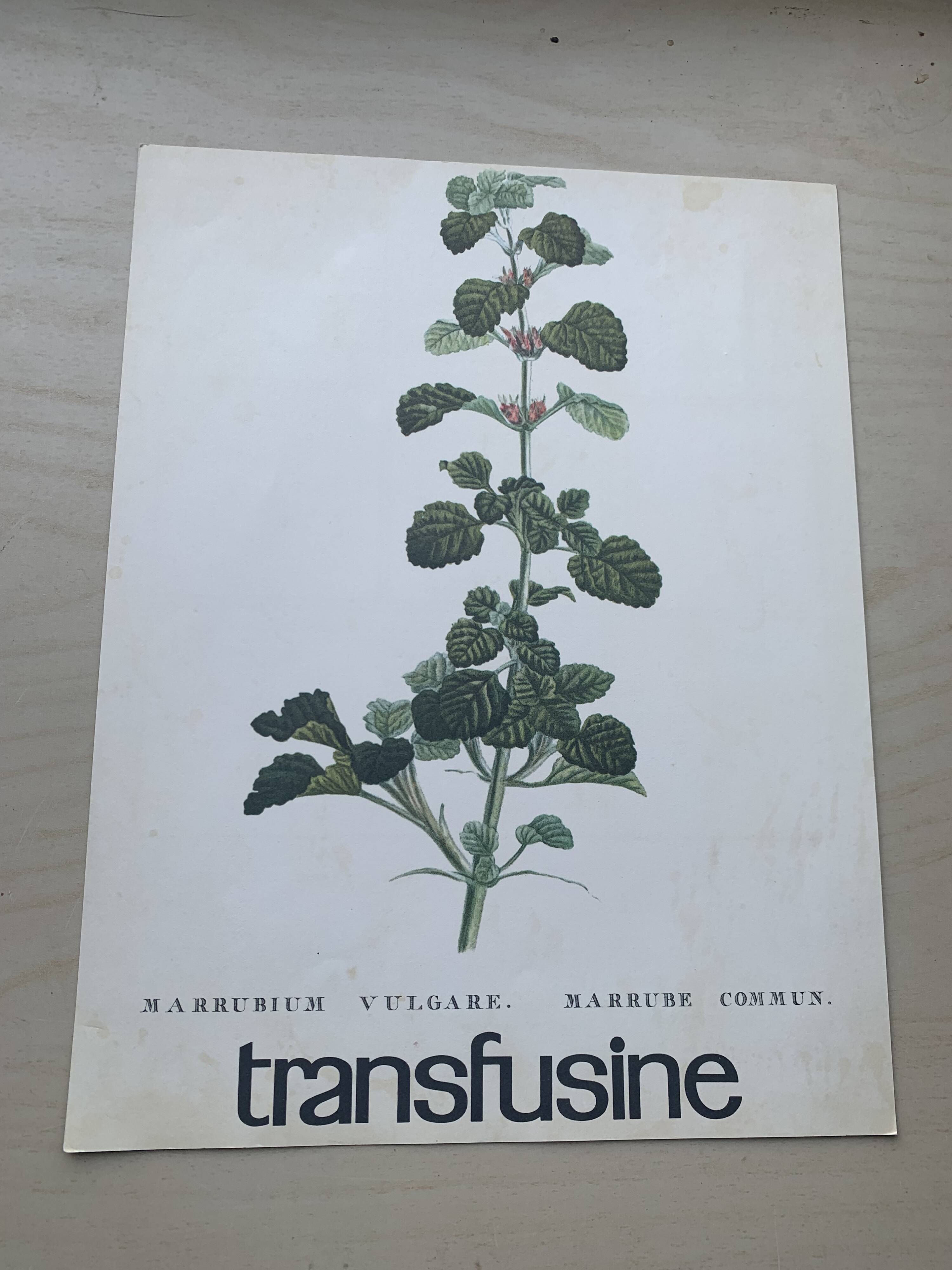 Set of two vintage medical herbarium posters advertising transfusion