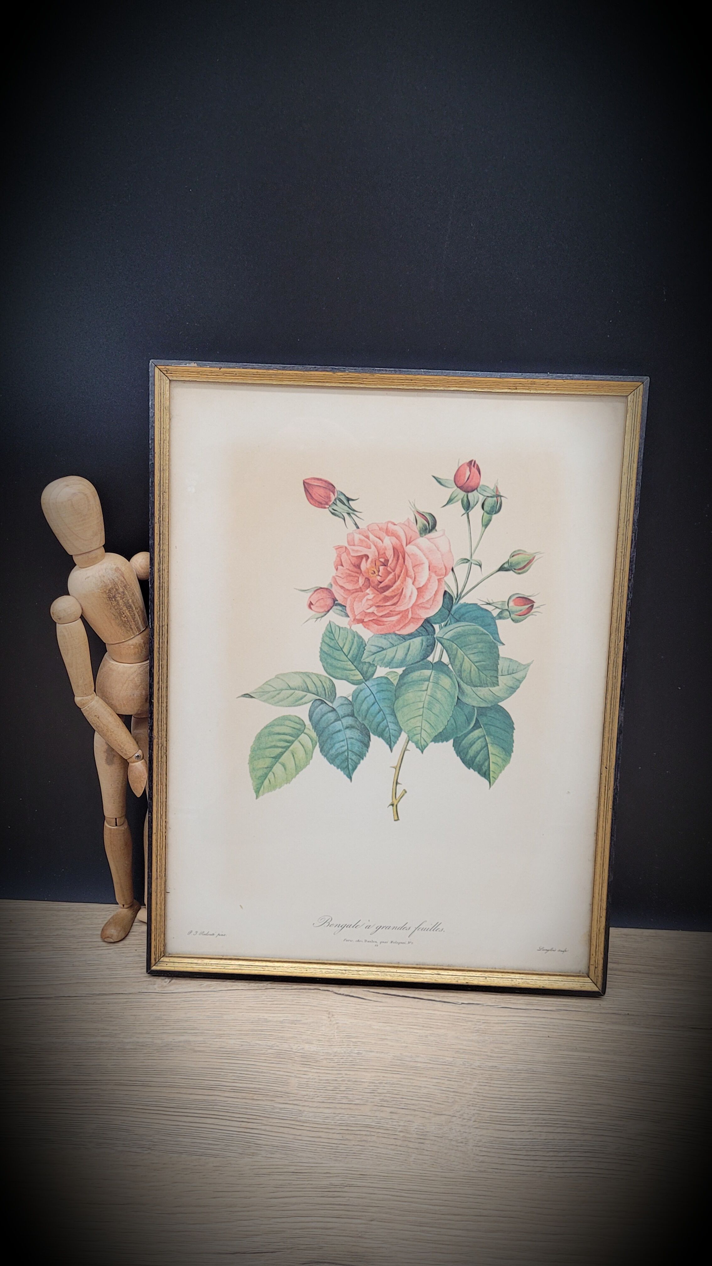 Lithograph Bengal Rose with large leaves