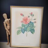 Lithograph Bengal Rose with large leaves