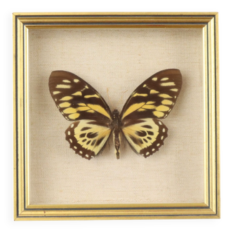 Framed tropical butterfly gold frame south america peru taxidermy 16x16cm