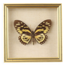 Cadre doré papillon tropical encadré Amérique du Sud Pérou taxidermie 16x16cm