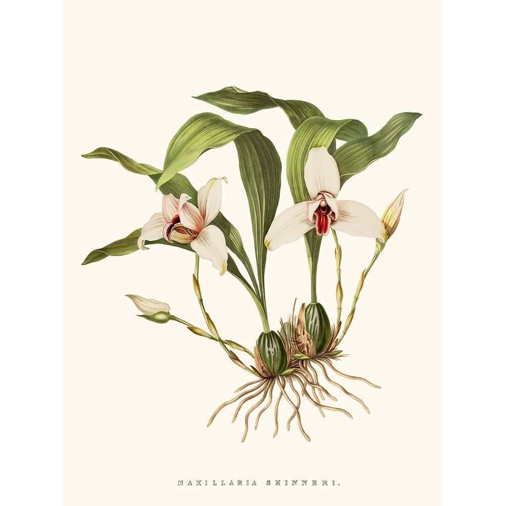 Vintage botanical illustration of Maxillaria Skinneri orchid.