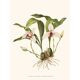 Vintage botanical illustration of Maxillaria Skinneri orchid.