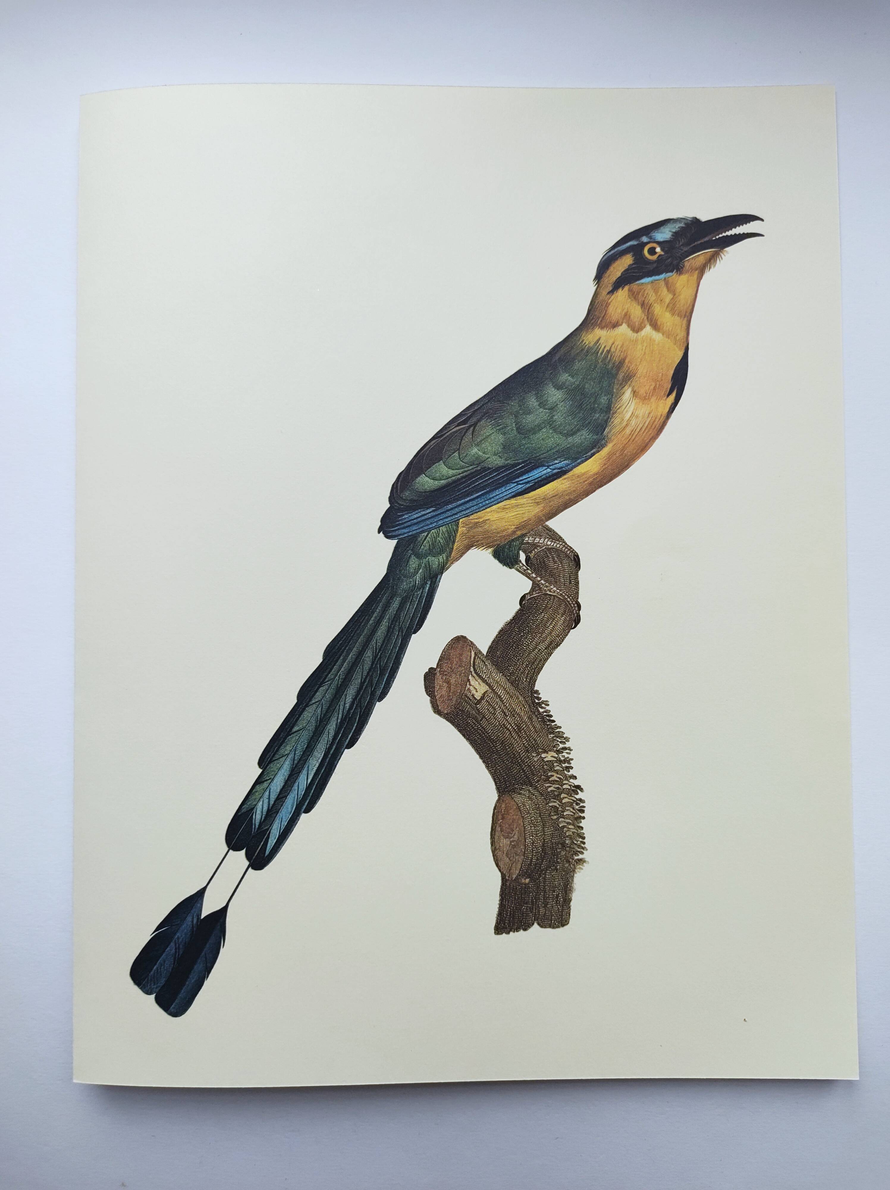 Old plate -Momot- Vintage ornithological illustration of birds