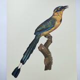 Old plate -Momot- Vintage ornithological illustration of birds