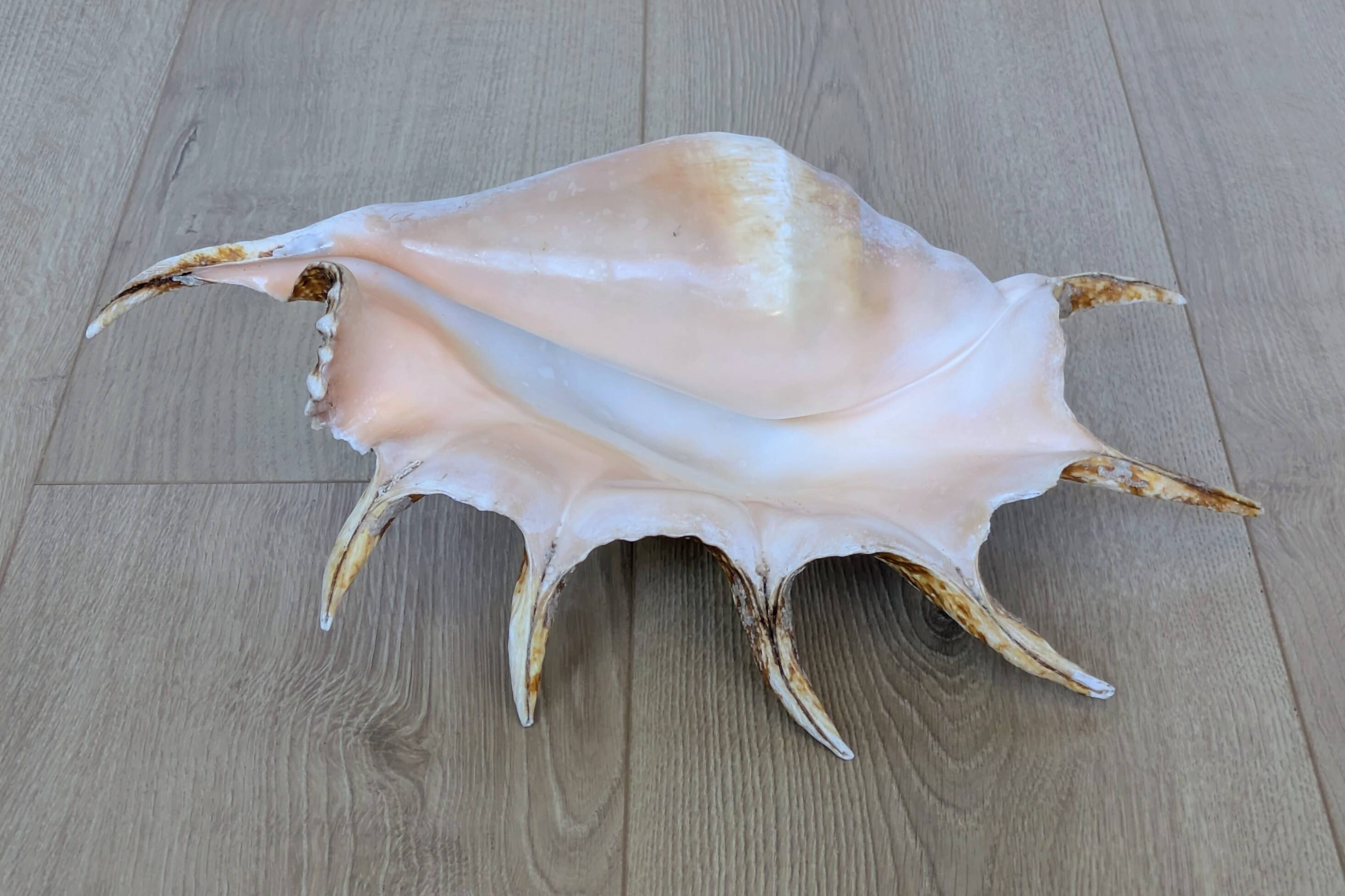 Great Shell – Giant Scallop Lambis truncata - Exceptional 37 cm