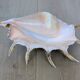 Great Shell – Giant Scallop Lambis truncata - Exceptional 37 cm