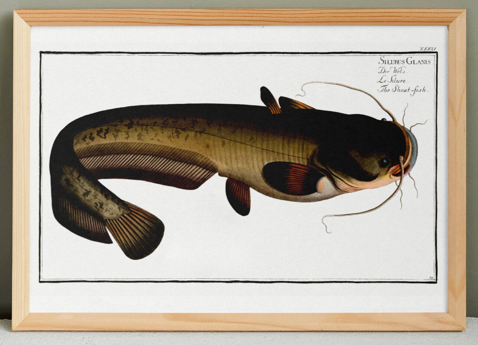 Poster about the wels catfish, based on an old engraving from 1746.
