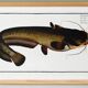 Poster about the wels catfish, based on an old engraving from 1746.