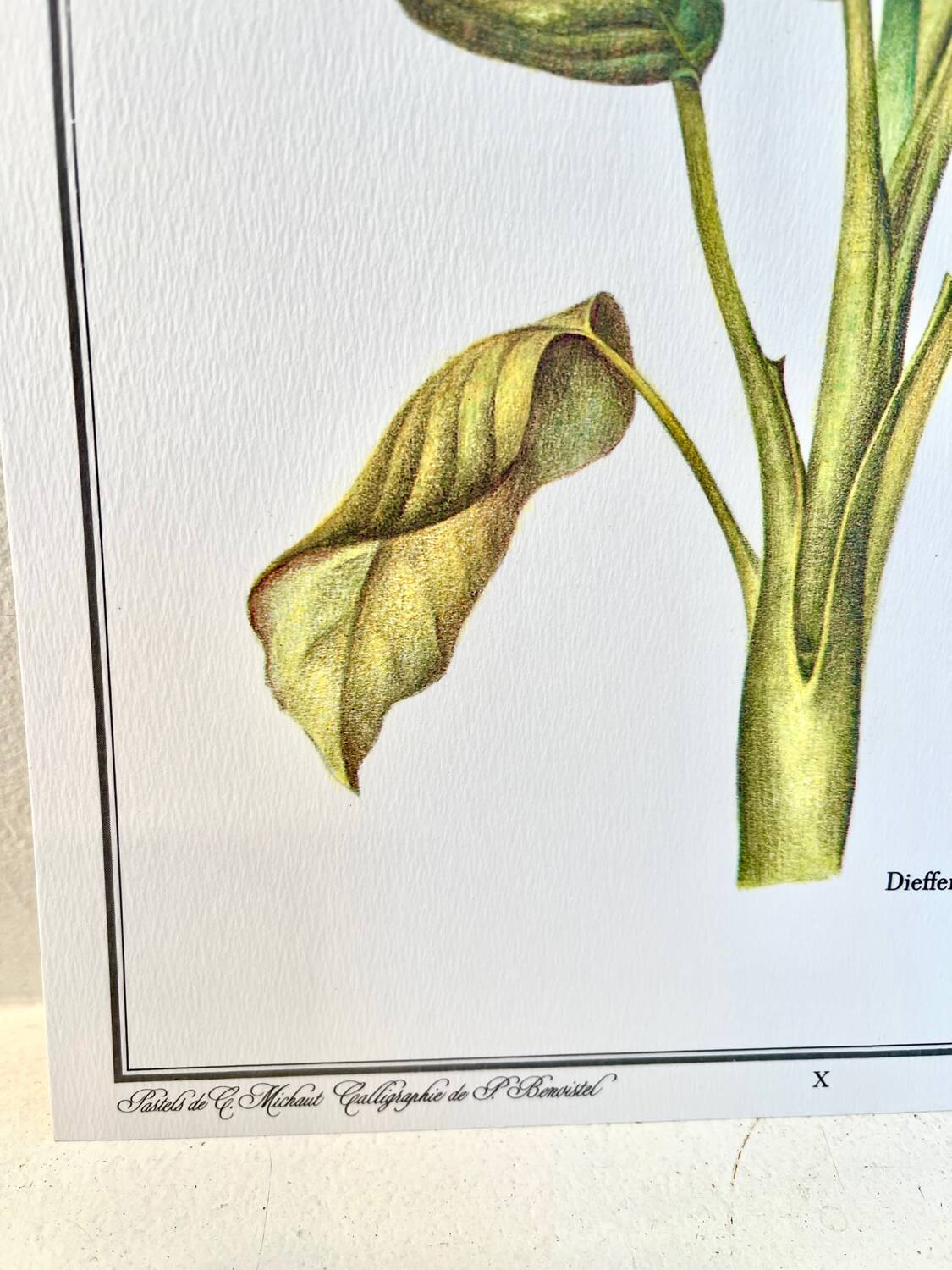 Botanical plate – Dieffenbachia seguine – Louis Pariente, 1986